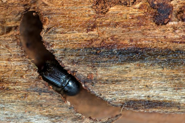 European spruce bark beetle