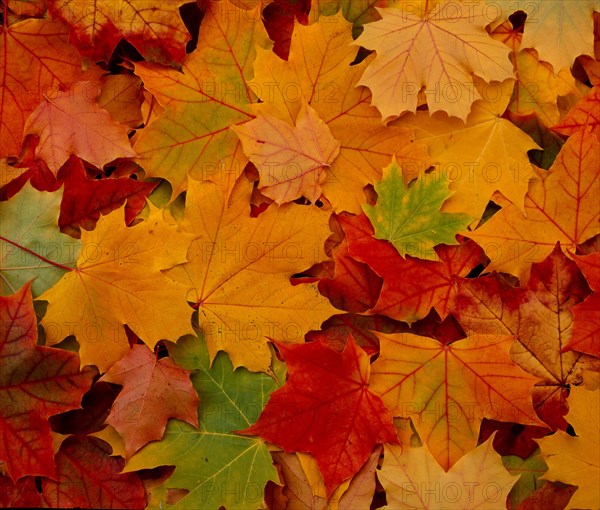Maple
