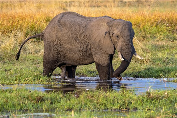 African elephant