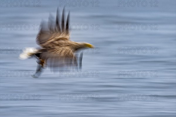 White-tailed eagle