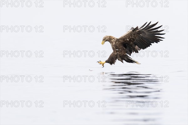 White-tailed eagle