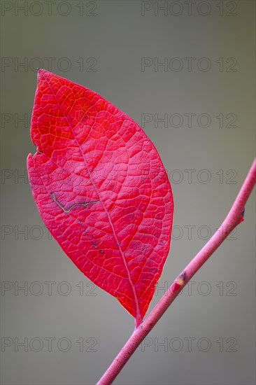 Red leaf of forest blueberry