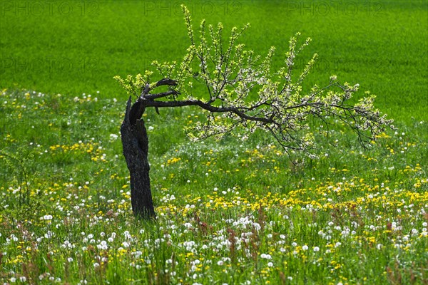 Bent tree with blossoms