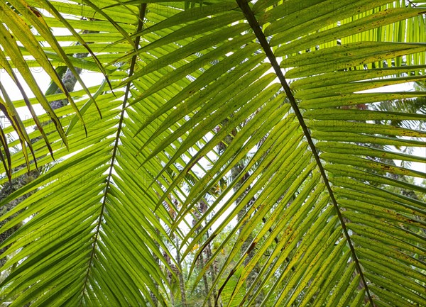 Tree ferns