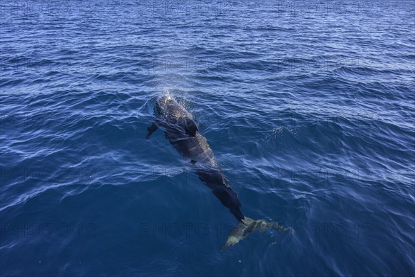 Long-finned pilot whale