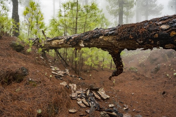 Fallen canary island pine