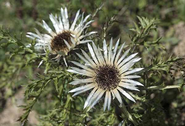 Silver thistle