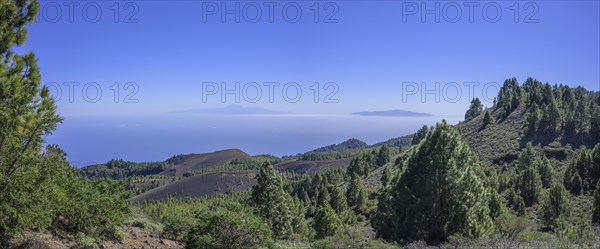 Canary island pine