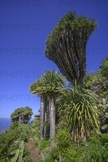 Canary canary islands dragon tree