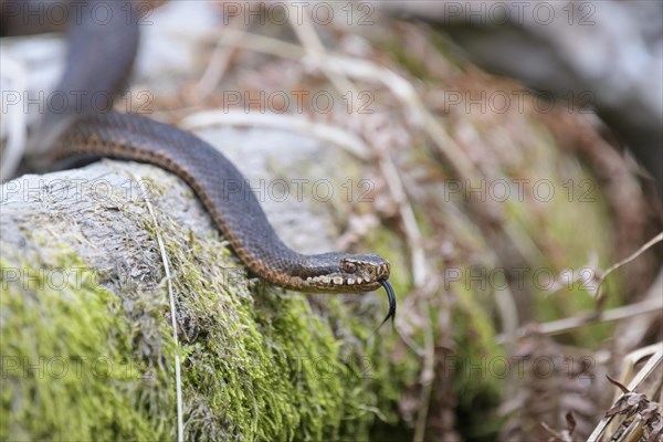 Common european viper