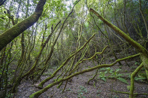 Mossy trees in Barranco Rey Magdalein