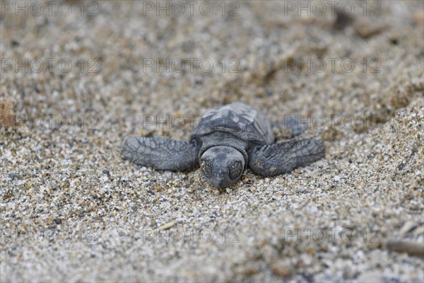 Loggerhead sea turtle