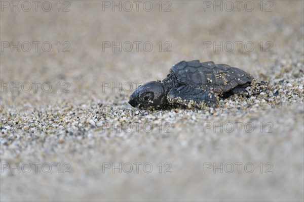 Loggerhead sea turtle