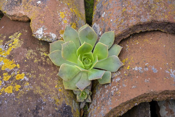 Aeonium