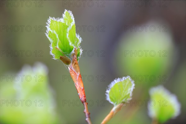 New leaves on a beech