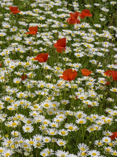 Flowering poppy and daisy field