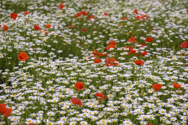 Flowering poppy and daisy field