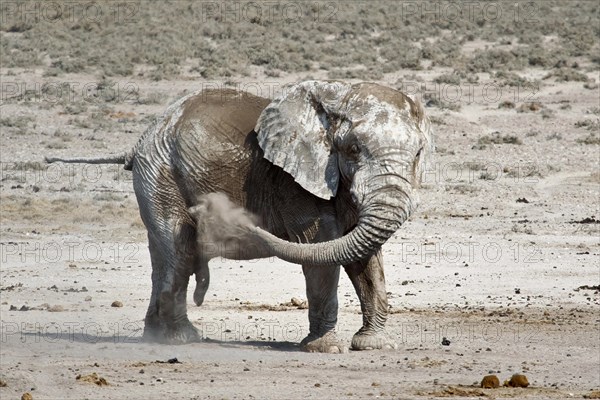 African elephant