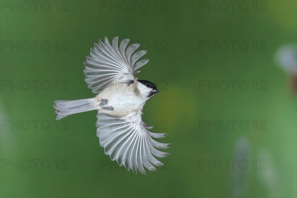 Willow tit