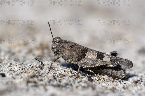 Blue-winged grasshopper