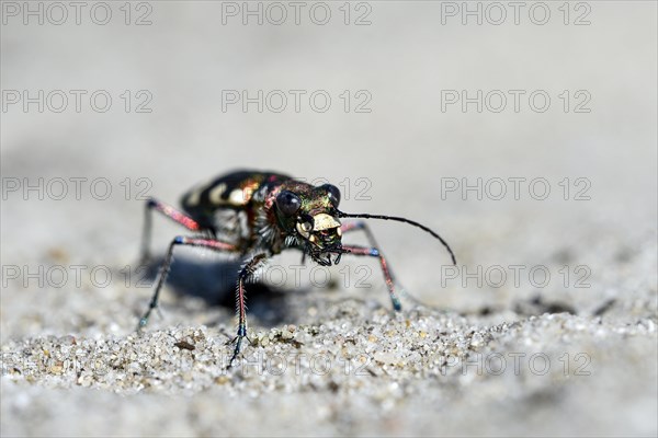 Dune Sand Beetle