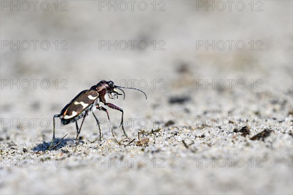 Dune Sand Beetle