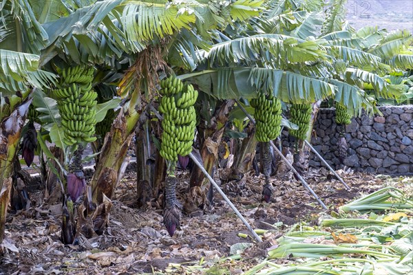 Banana plantation Banana tree