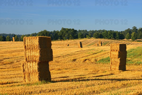 Stubble field with straw bales in the morning light