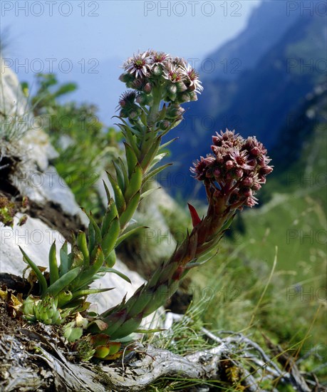 Common houseleek Semperv tectorum