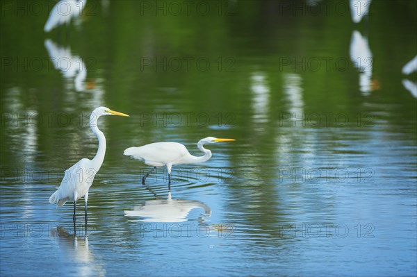 Great white egrets