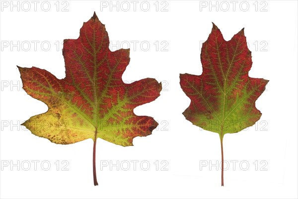 Autumn leaves of a hydrangea on a white background