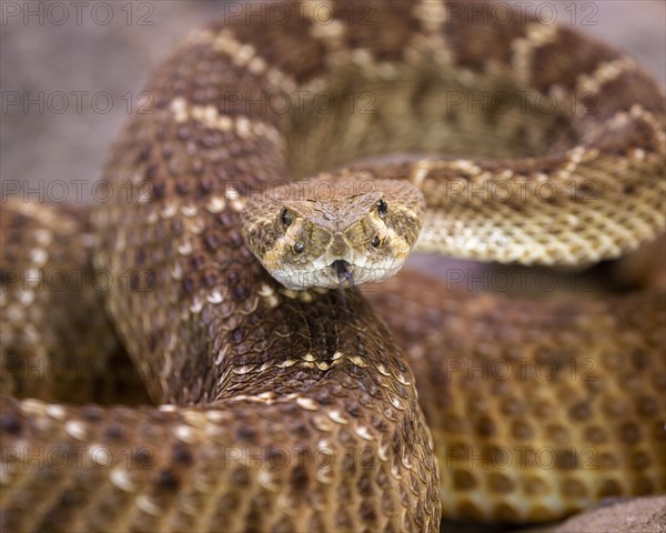 Western diamondback rattlesnake