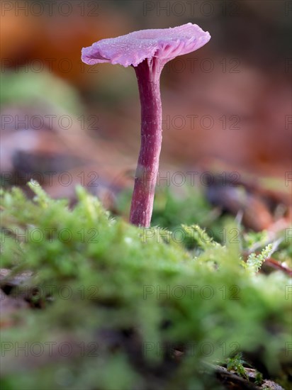 Pink waxcap