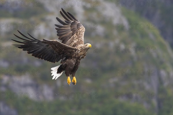 White-tailed eagle