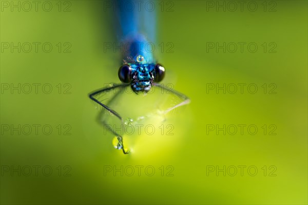 Banded demoiselle