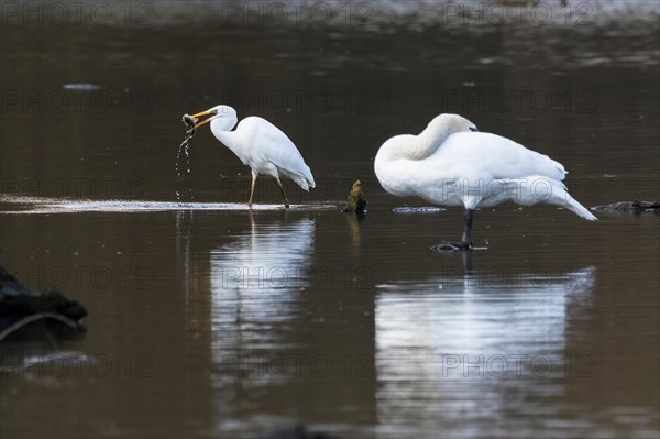 Great egret