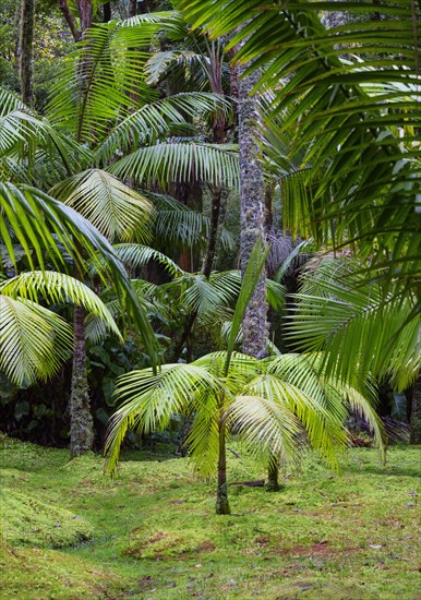 Tree ferns