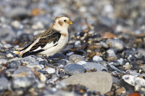 White-winged snowfinch