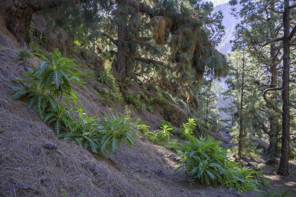 Canary island pine