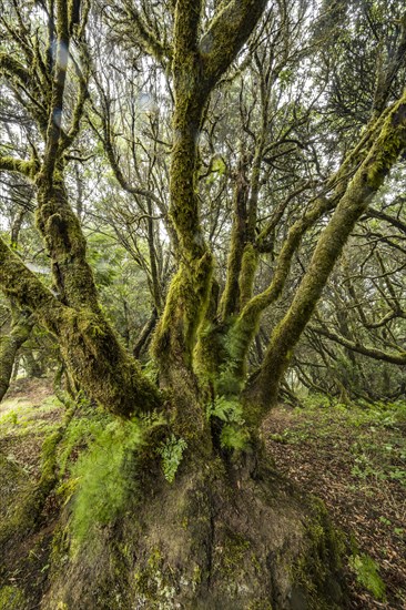 Laurel tree overgrown with moss and fern in cloud forest