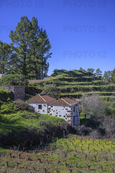 Beautiful old stone house with vineyard