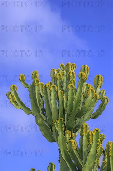 Candelabra cactus