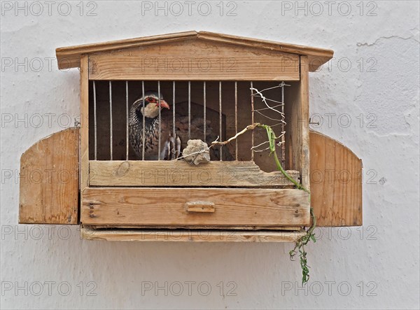 Red-legged partridge