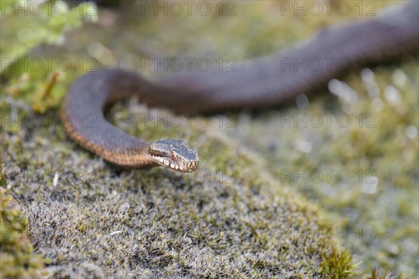 Common european viper