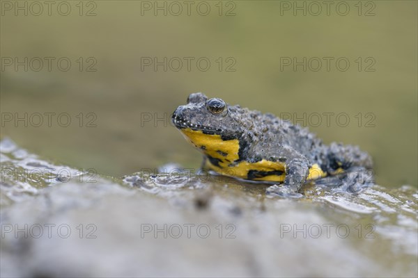 Yellow-bellied toad