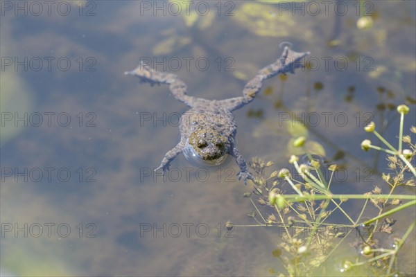 Yellow-bellied toad