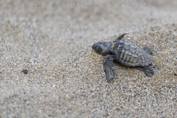 Loggerhead sea turtle