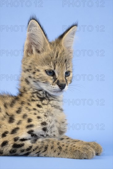 Serval