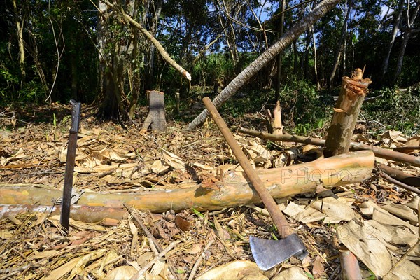 Machete and hatchet by a felled tree