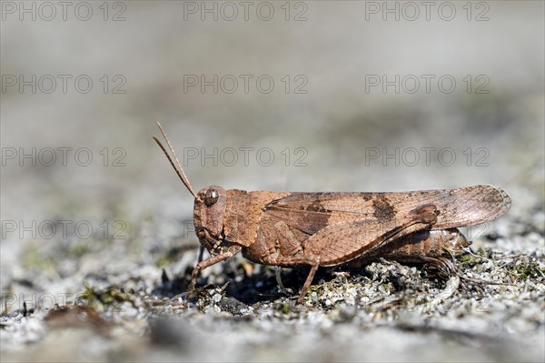 Blue-winged grasshopper